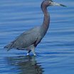 Little Blue Heron